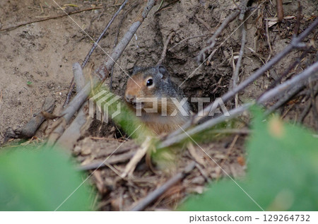 Groundhog Observing the Forest Wildlife Photography in Natural Habitat 129264732