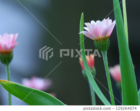 pretty flowers 129264874