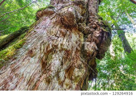 Yakusugi (Shaka Cedar) Yakushima National Park (September) Yakusugi (Shaka Cedar) Yakushima National Park (September) 129264916
