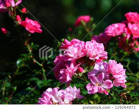 粉紅杜鵑花 粉紅杜鵑花 129264972