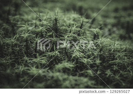 Moss Forest, Shirakome Pond, Nagano Prefecture 129265027