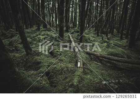 長野縣白米池苔蘚森林 129265031