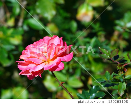 一朵紅玫瑰 一朵紅玫瑰 129265108