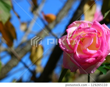 Pink roses shine in the blue sky 129265110