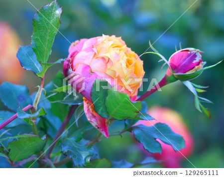 Pink rose flowers are blooming in the rose garden 129265111