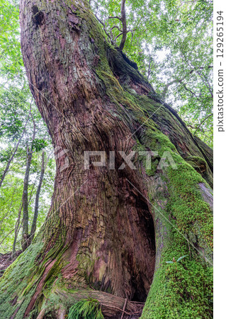 Yakusugi Cedar, Nameless Yakusugi Cedar, Yakushima National Park (October) 129265194