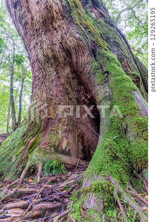 Giant Yakusugi Cedars in Shiratani, Yakushima (October) and Nameless Yakusugi Cedars 129265195