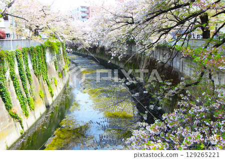 Cherry blossoms along the Kanda River near Waseda 129265221