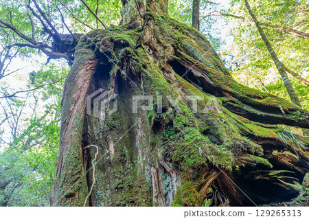 Yakusugi Thunder God, Shiratani Unsuikyo Gorge, Yakushima (October) 129265313
