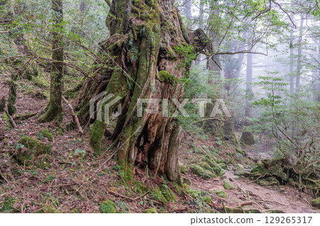 Giant Yakusugi thunderbolt at Shiratani Unsuikyo Gorge on Yakushima Island (October) 129265317
