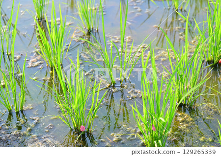 Drought-tolerant rice plants stop growing due to giant snail eggs clinging to seedlings on the Arakawa River riverbed in Saitama City Drought-tolerant rice plants stop growing due to giant snail eggs clinging to seedlings on the Arakawa River riverbed in Saitama City 129265339