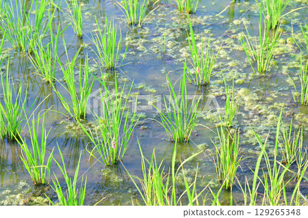 Drought-tolerant rice plants stop growing due to giant snail eggs clinging to seedlings on the Arakawa River riverbed in Saitama City Drought-tolerant rice plants stop growing due to giant snail eggs clinging to seedlings on the Arakawa River riverbed in Saitama City 129265348