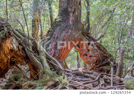 屋久島白谷雲水峽屋久杉(10 月) 屋久島白谷雲水峽屋久杉(10 月) 129265354