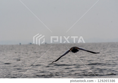 Pelican in Lake Victoria 129265386