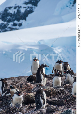 Gentoo Penguin Colony at Sierra Cove 129265387