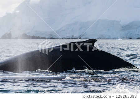 Close-up of the back and dorsal fin of a humpback whale 129265388