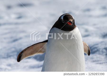 Close-up of a Gentoo Penguin on Trinity Island. Close-up of a Gentoo Penguin on Trinity Island. 129265390