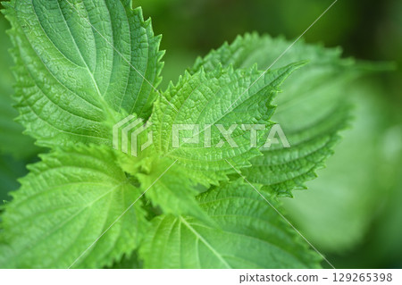 Green shiso (perilla) leaves Green shiso (perilla) leaves 129265398
