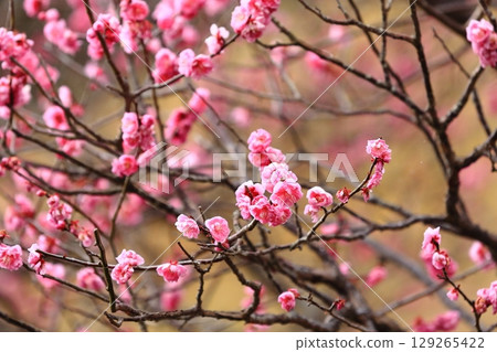 Plum blossoms telling the arrival of spring 129265422