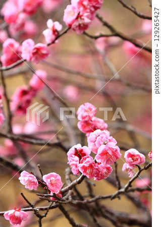 梅花告訴春天的到來 129265427