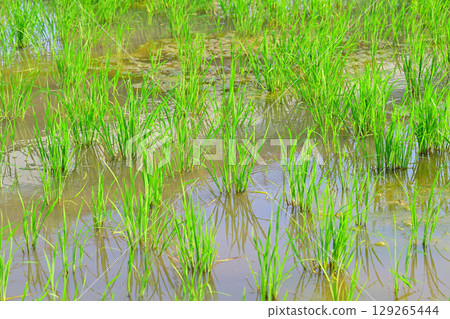 Drought-tolerant rice on the Arakawa River bank in Saitama City Drought-tolerant rice on the Arakawa River bank in Saitama City 129265444