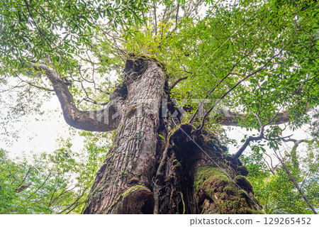 Seven Yakusugi Cedars, Shiratani Unsuikyo Gorge, Yakushima (October) 129265452
