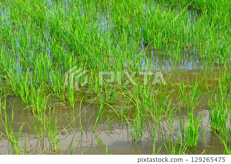 Drought-tolerant rice plants grow poorly on the Arakawa River bank in Saitama City Drought-tolerant rice plants grow poorly on the Arakawa River bank in Saitama City 129265475