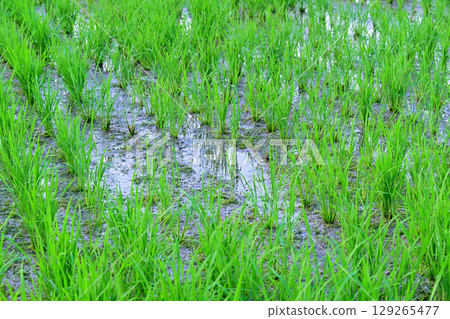 Drought-tolerant rice plants grow poorly on the Arakawa River bank in Saitama City Drought-tolerant rice plants grow poorly on the Arakawa River bank in Saitama City 129265477