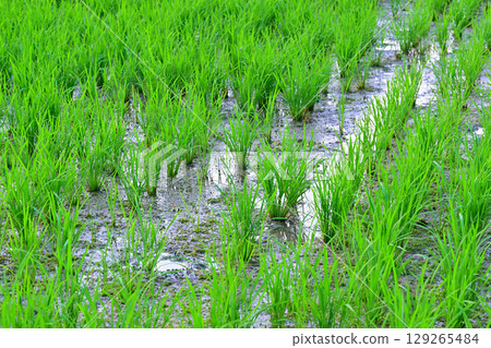 Drought-tolerant rice plants grow poorly on the Arakawa River bank in Saitama City 129265484