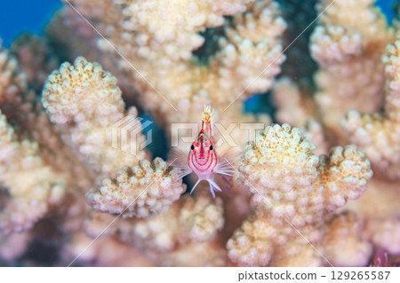 珊瑚的居民 129265587