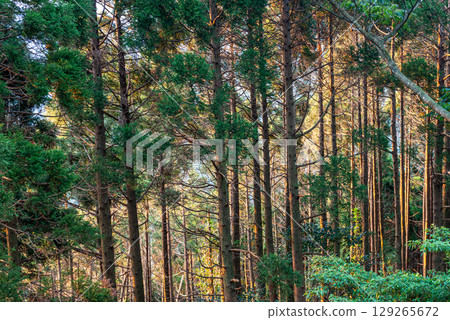 Sugiyama Yakushima, the Island Where Gods Dwell (Autumn) 129265672