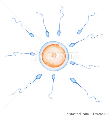 Pregnancy Fertilization Egg and Sperm Fertilization Watercolor Illustration 129265698