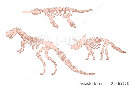Collection set of dinosaur skeletons including a Tyrannosaurus Rex a Triceratops and a long bodied water reptile isolated on a clean white background 129265978