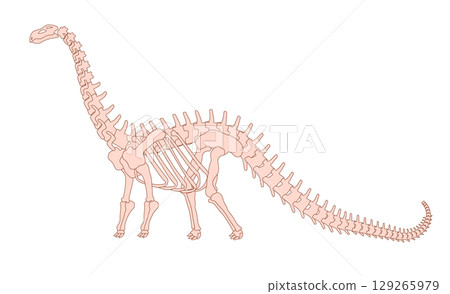 Brachiosaurus dinosaur skeleton standing in a side profile view with a long neck and tail isolated on a white background Illustration Brachiosaurus dinosaur skeleton standing in a side profile view with a long neck and tail isolated on a white background Illustration 129265979