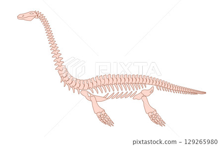 Illustration of a long necked marine reptile or plesiosaur dinosaur skeleton shown in a side profile view isolated on white background Illustration of a long necked marine reptile or plesiosaur dinosaur skeleton shown in a side profile view isolated on white background 129265980