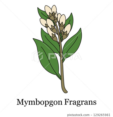 illustration Mymbopgon fragrans plant branch with white bulbous flowers for botanical studies herbal medicine guides cosmetic product illustration Mymbopgon fragrans plant branch with white bulbous flowers for botanical studies herbal medicine guides cosmetic product 129265981