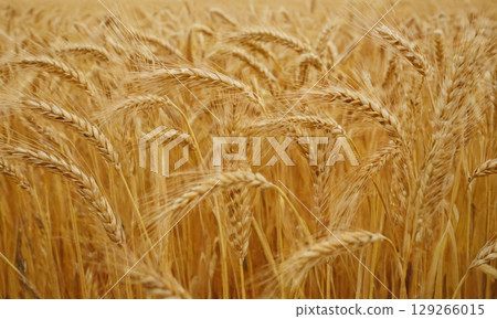 Golden ears of wheat 129266015