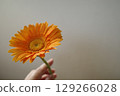 Orange's Gerbera 129266028