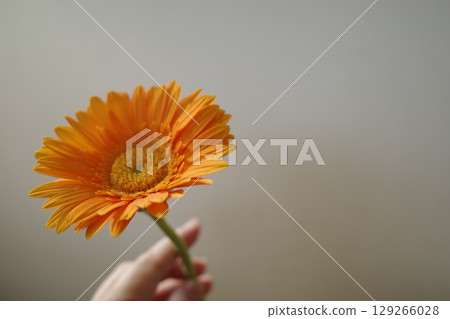 橙色的非洲菊 129266028