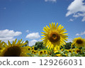 Sunflower blooming towards the sun 129266031
