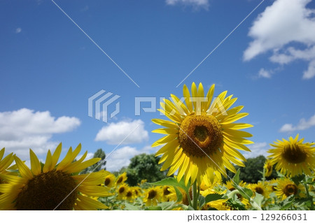 開花往太陽的向日葵 129266031