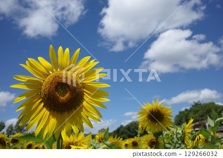 Sunflower blooming towards the sun Sunflower blooming towards the sun 129266032