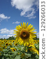 Sunflower in the blue sky 129266033