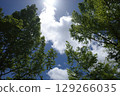 Summer sky seen through the trees 129266035