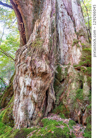 Yakushima Shiratani Unsuikyo Gorge (November) 129266045