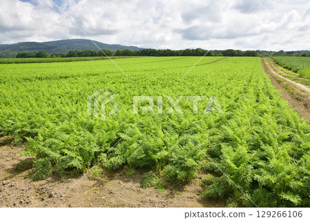 夏季拍攝北海道今金町的紅蘿蔔田 129266106