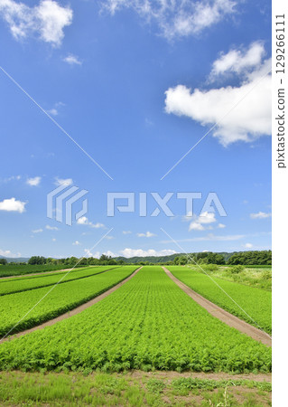 Photographing the carrot fields in Imakane Town, Hokkaido in summer 129266111