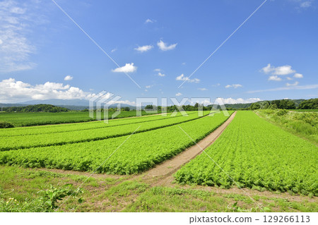 Photographing the carrot fields in Imakane Town, Hokkaido in summer Photographing the carrot fields in Imakane Town, Hokkaido in summer 129266113