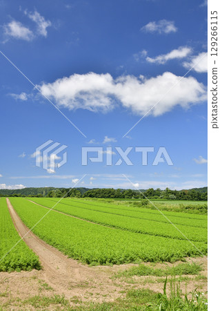 夏季拍攝北海道今金町的紅蘿蔔田 129266115