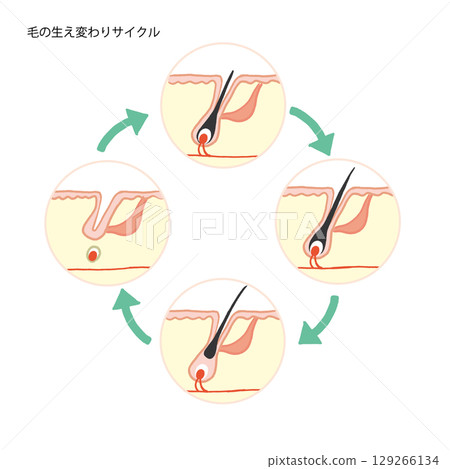 毛髮生長週期圖解（毛髮生長週期） 129266134